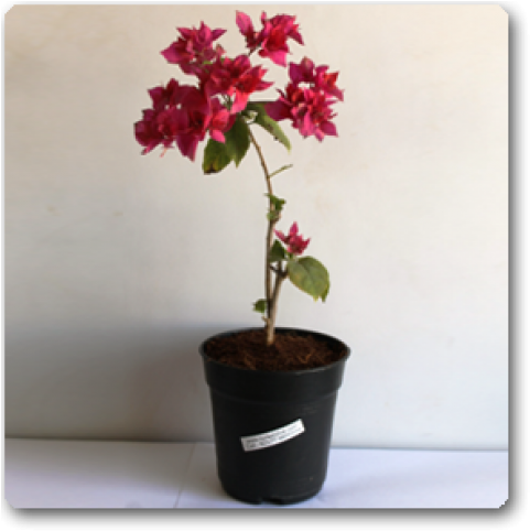 Flowerpot Clipart (650x489), Png Download