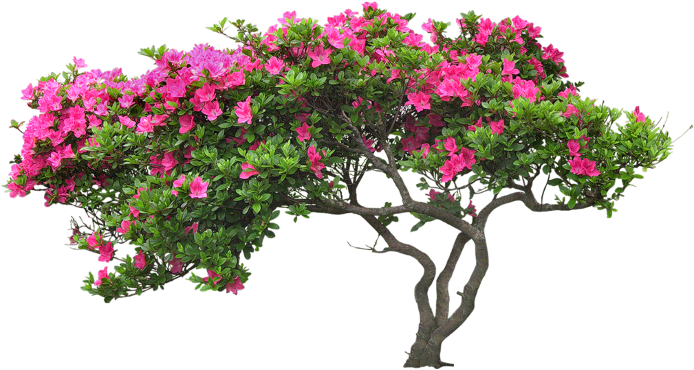Bougainvillea Drawing Plant Banner Transparent Download Clipart (1009x539), Png Download