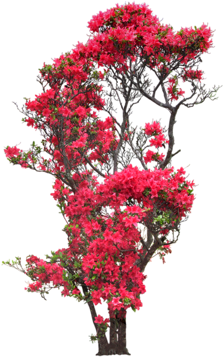 Gifs Fleurs - Rose Flower Tree Png Clipart (800x1240), Png Download