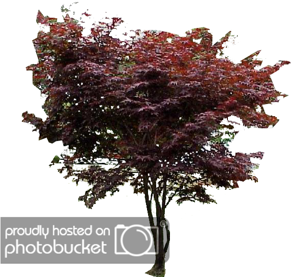 Japanese Maple Png - Swamp Maple Clipart (600x637), Png Download