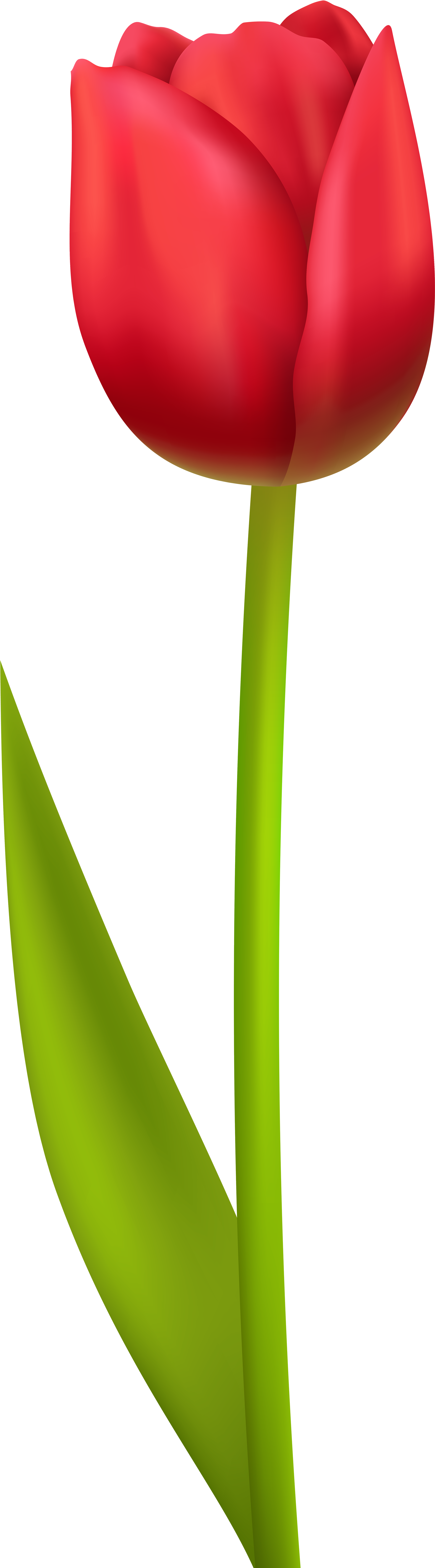 Tulip Clipart Flowerbed - Png Download (2531x8000), Png Download