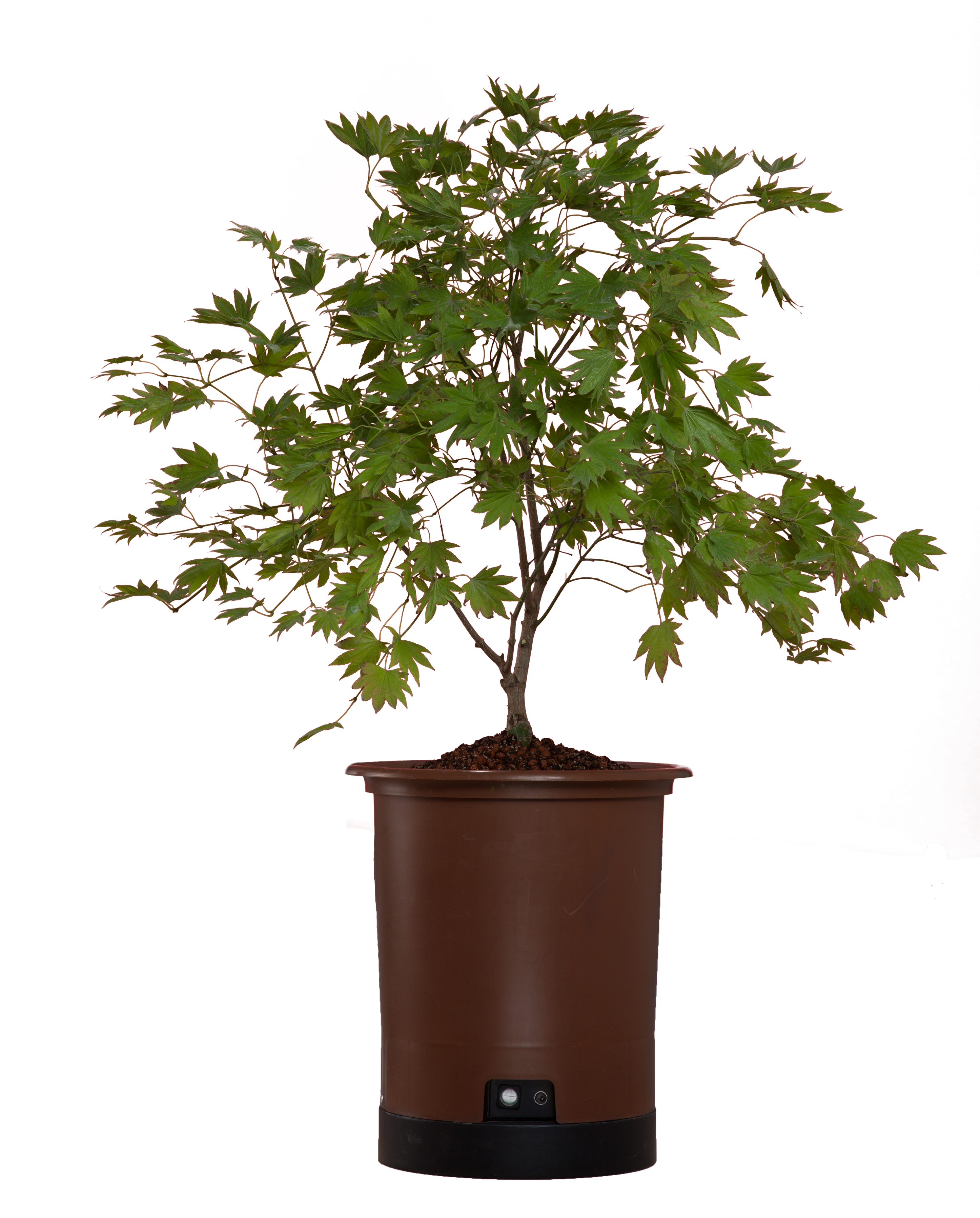 Japanese Maple Png Clipart (5616x3744), Png Download