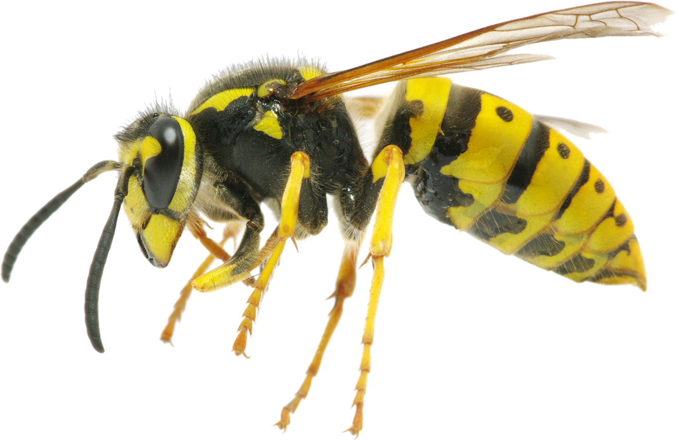 Yellow Jacket Wasps Clipart (1600x1348), Png Download