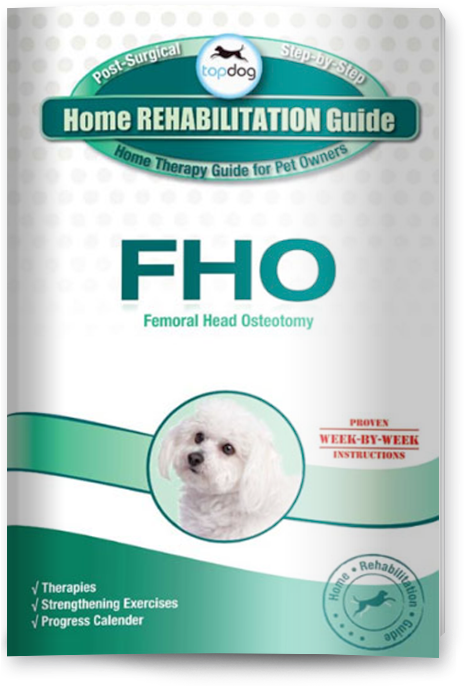 Companion Dog Clipart (481x685), Png Download