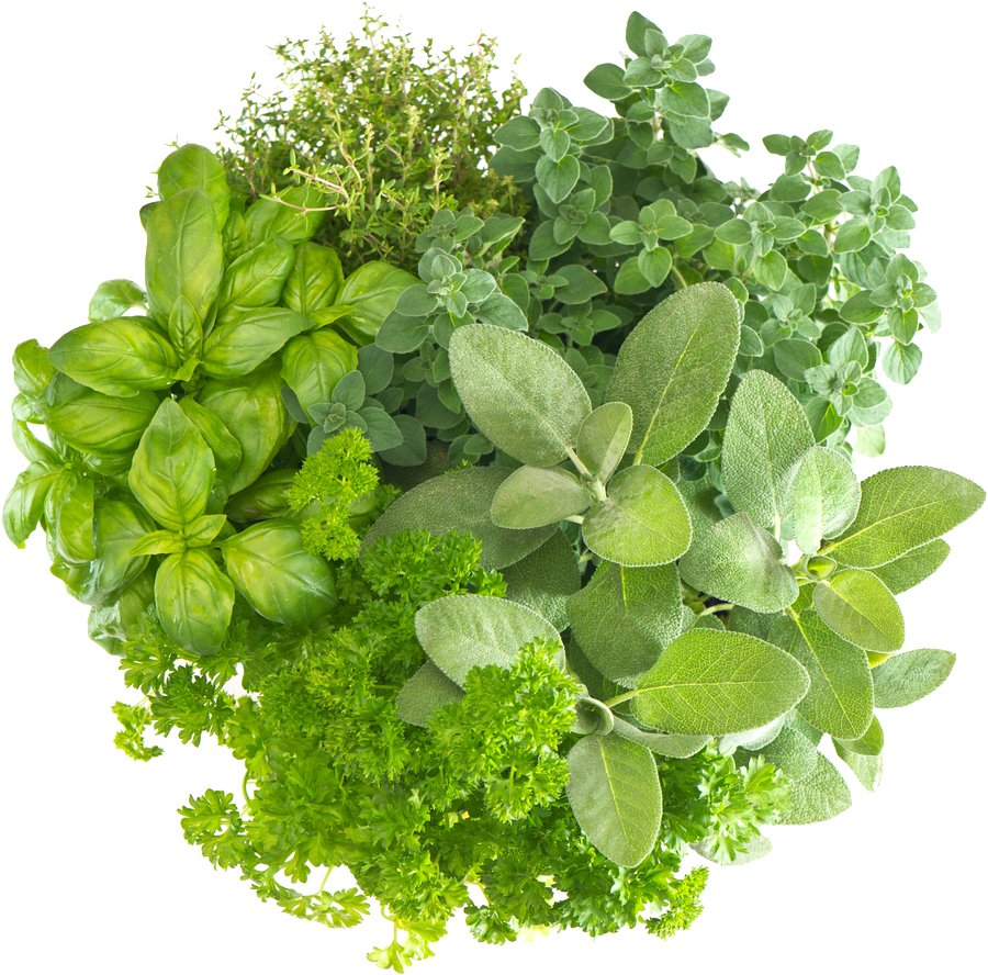 Herb Free Download Png Fresh Herbs Clipart Large Size Png Image