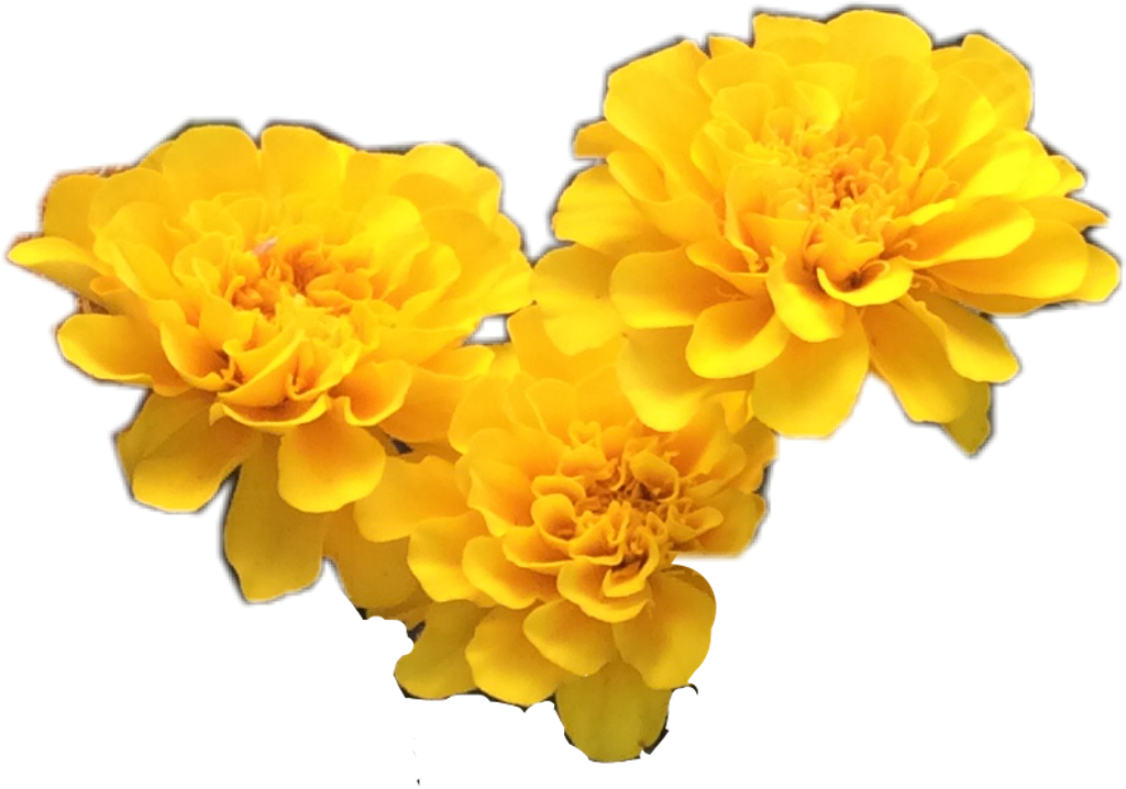 Transparent Flower Tumblr - Yellow Flowers Tumblr Png Clipart (1024x718), Png Download