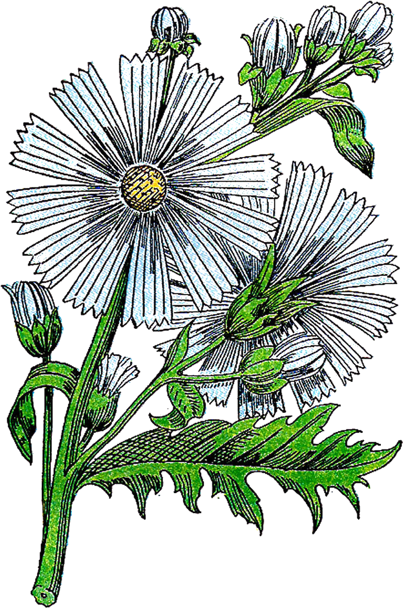 Vintage Herb Cliparts - Passion Flower - Png Download (1110x1540), Png Download