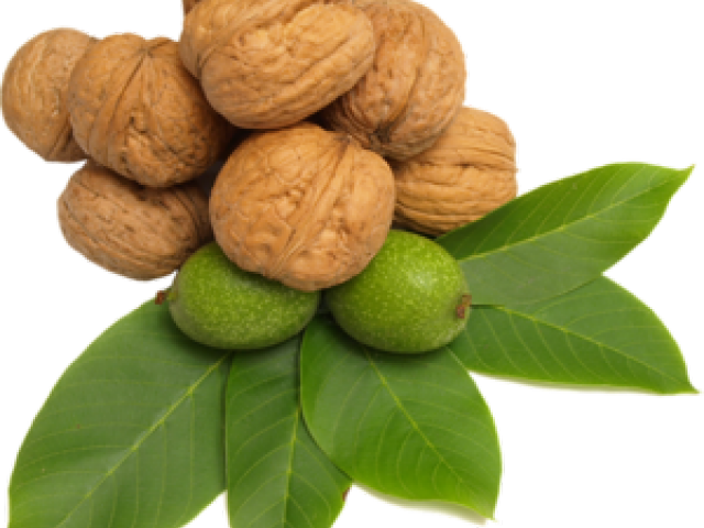 Walnut Clipart Transparent - Png Download (640x480), Png Download