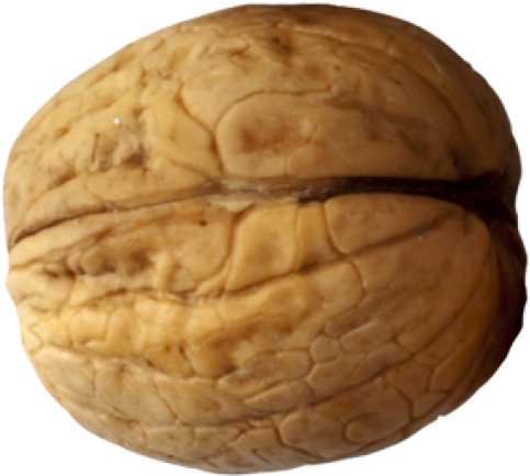 Walnut Png Clipart (640x480), Png Download