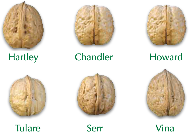 Shelled Clipart (664x464), Png Download