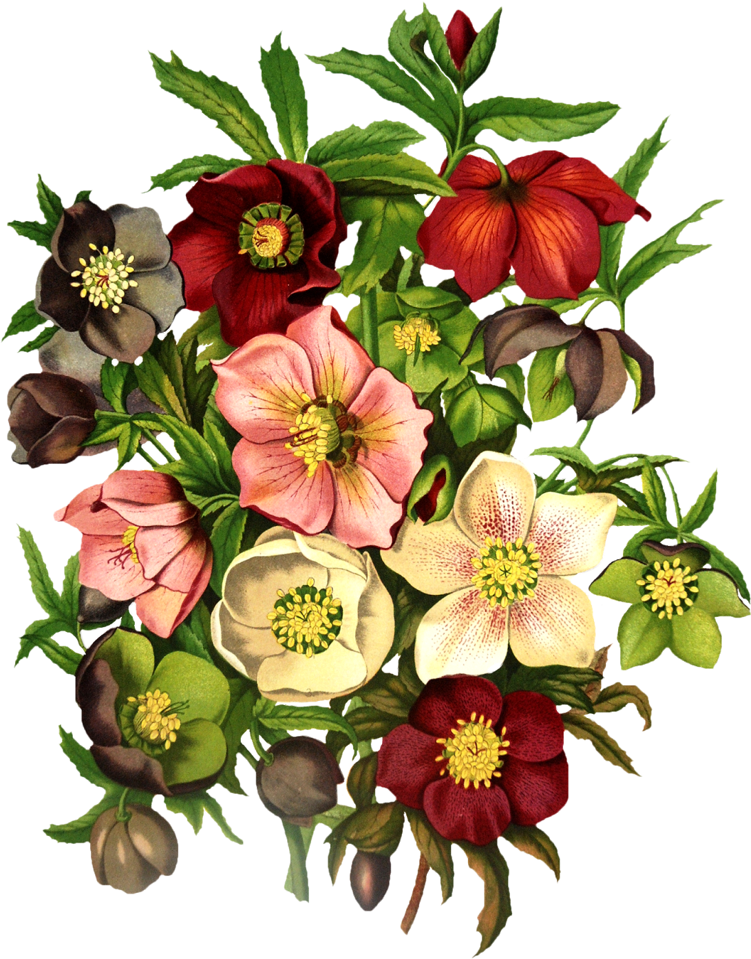 Vintage Floral Png Clipart (1288x1600), Png Download
