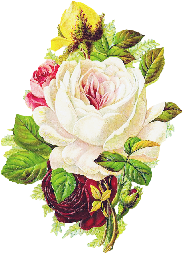 Clip Stock Free Graphic Friday Rose Avalon Design - Png Download (661x907), Png Download