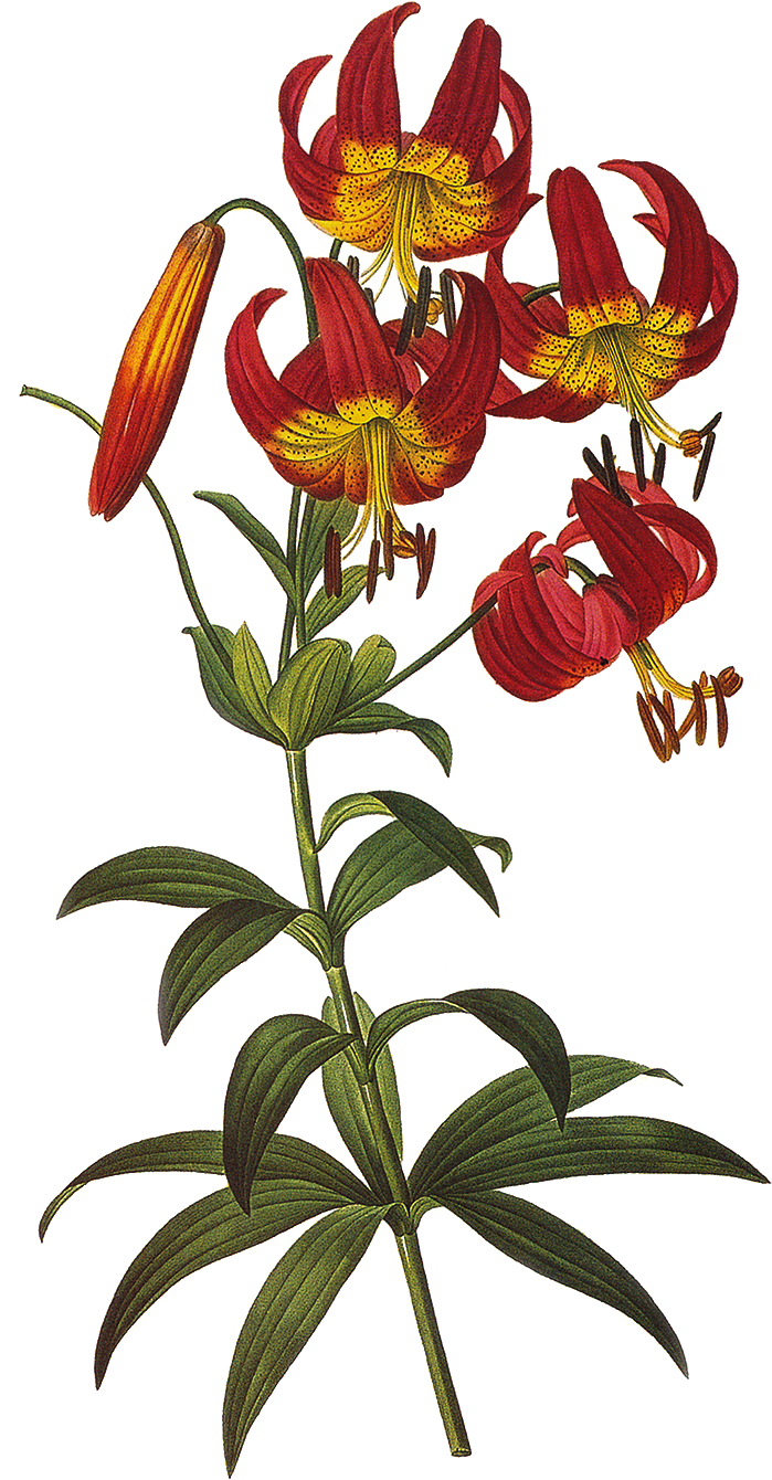 Vintage Floral Png , Png Download Clipart (699x1340), Png Download