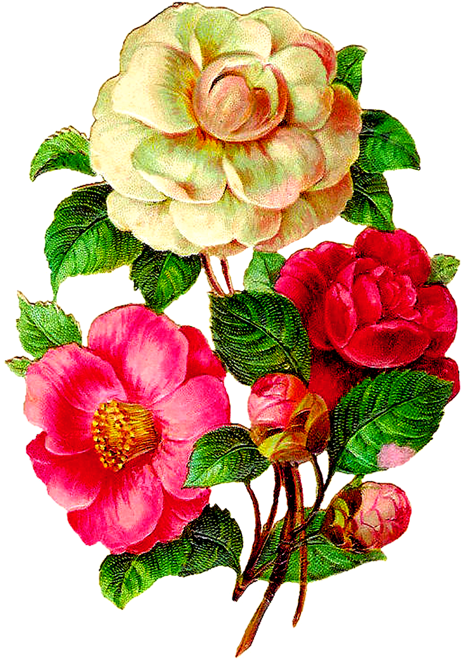 Vintage Flower Illustration Png Clipart (949x1367), Png Download