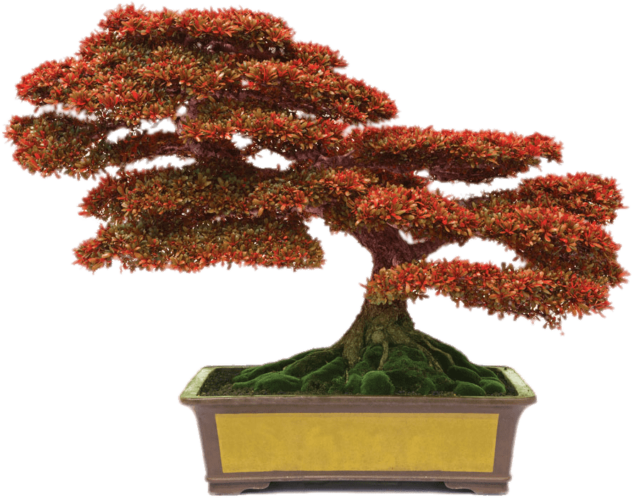 Bonsai With Red Leaves - Conyers Monastery Bonsai Clipart (920x767), Png Download