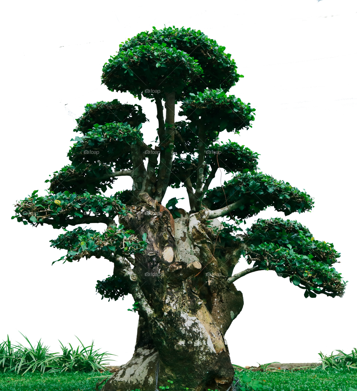 Bonsai Png - Cypress Family Clipart (1169x1280), Png Download