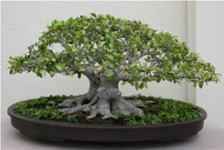 Casuarina Bonsai Tree Bougainvillea Clipart (640x480), Png Download