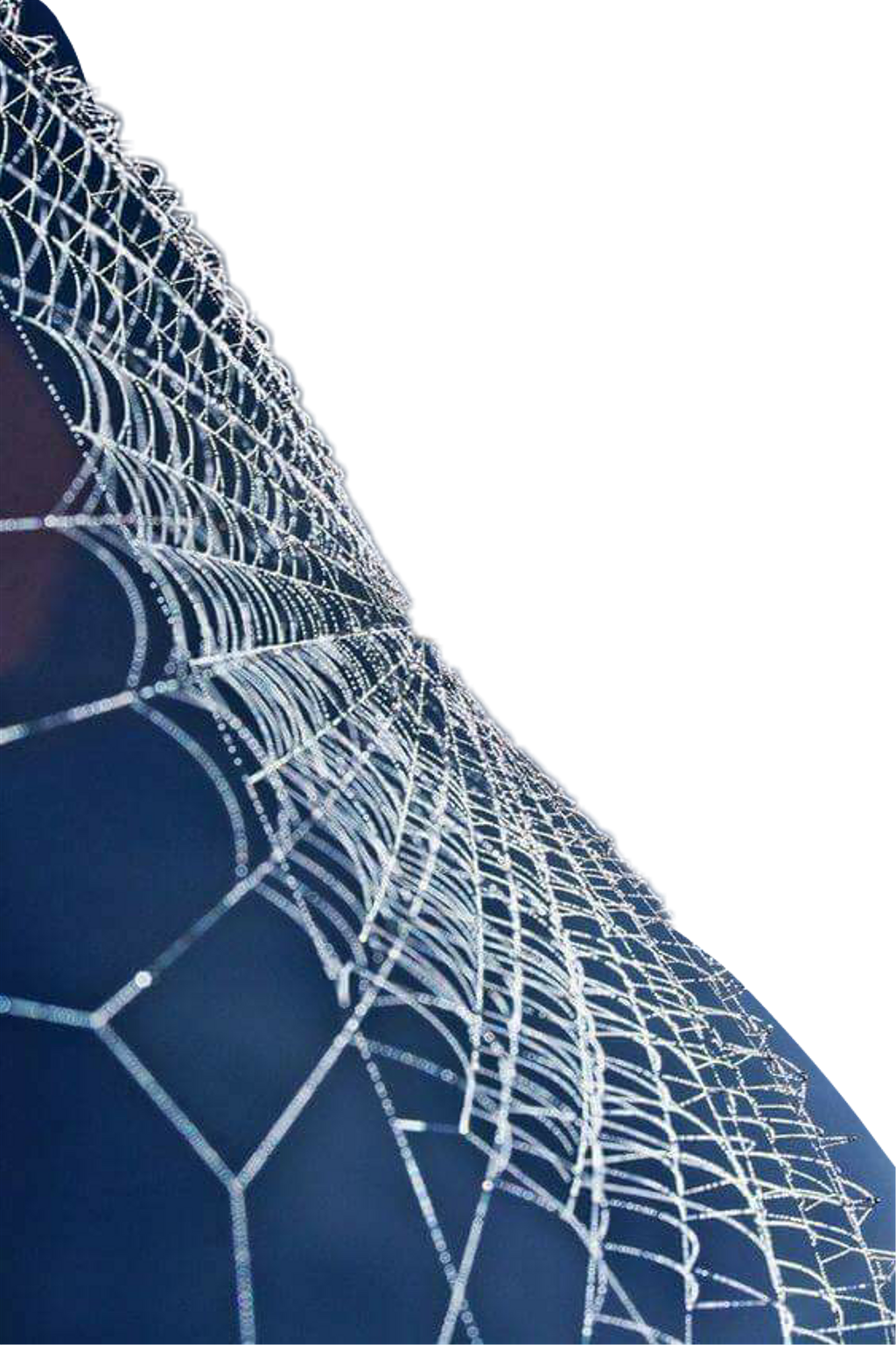 Report Abuse - Spider Web Clipart (1024x1537), Png Download