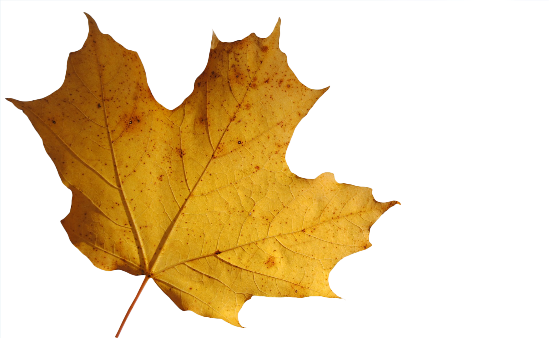 Leaf Transparent Background - Maple Leaf Clipart (1920x1080), Png Download
