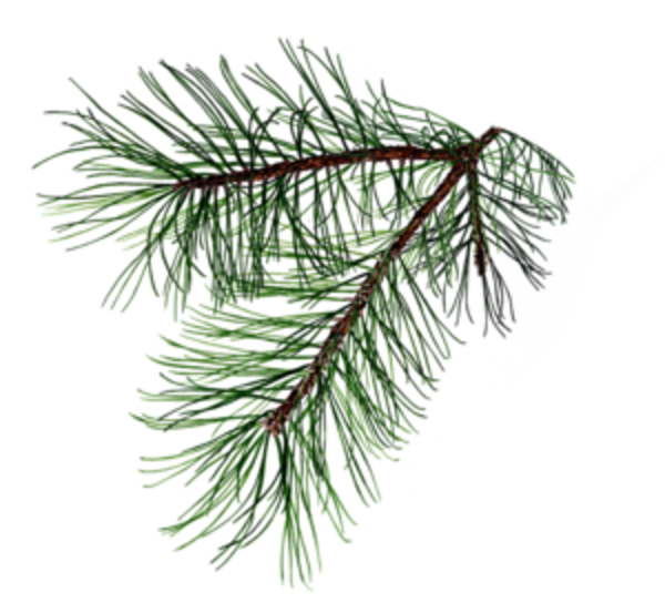 600 X 544 4 - Pine Tree Branch Tattoo Clipart (600x544), Png Download