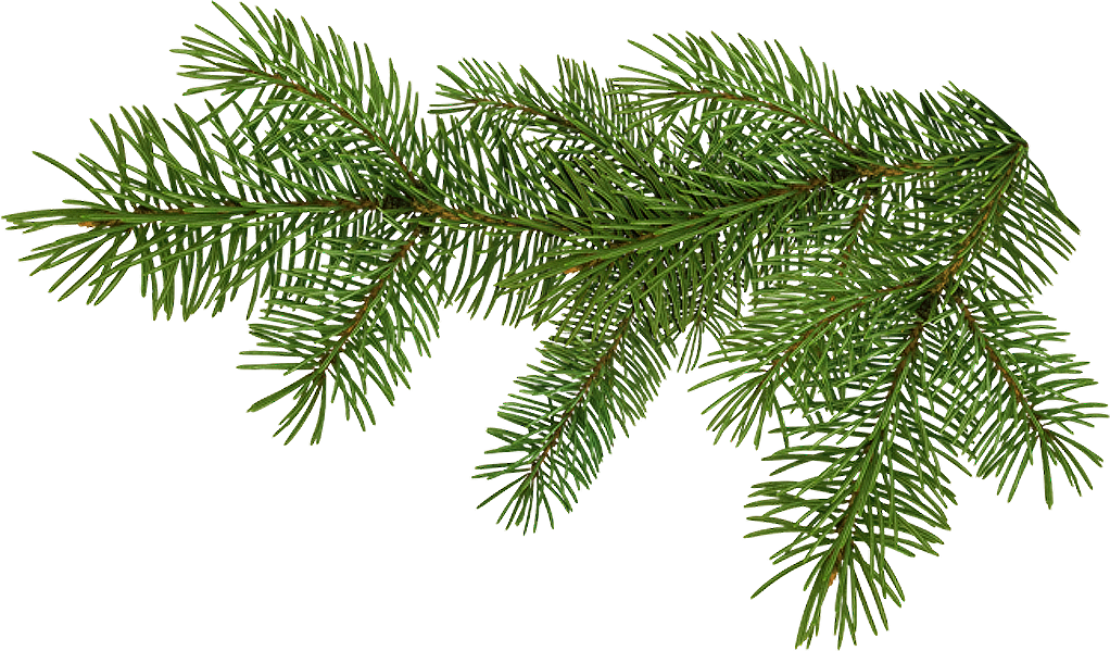 Branche De Sapin Png Clipart (1022x599), Png Download