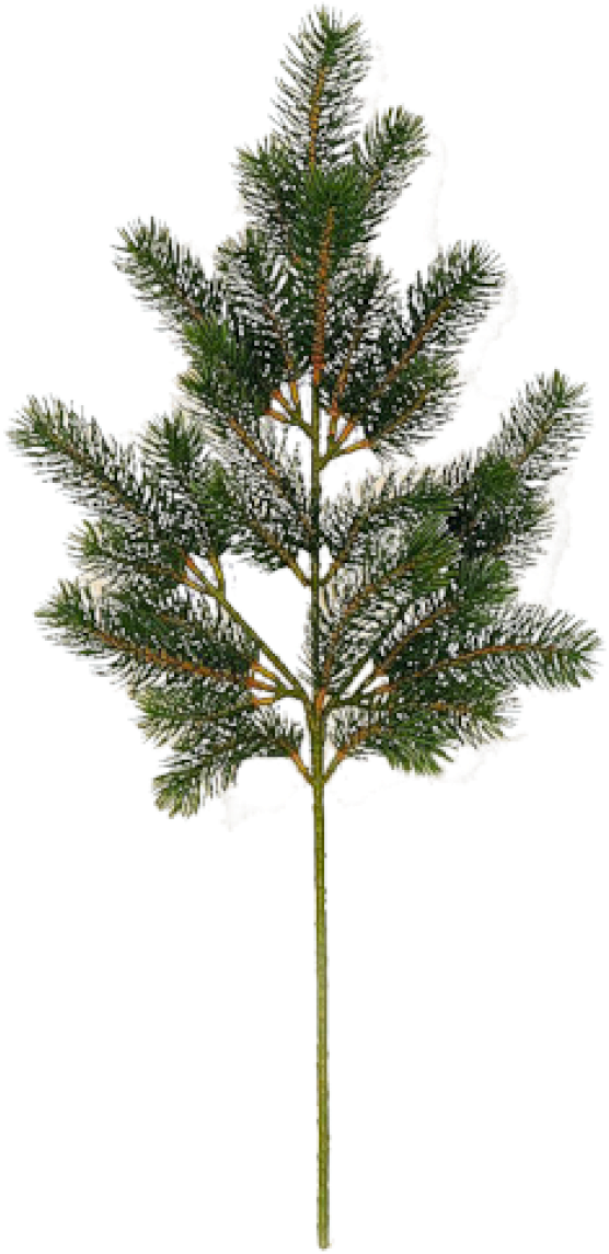 Fir Tree Free Png Image Download - Сосна Прозрачный Фон Clipart (600x1181), Png Download