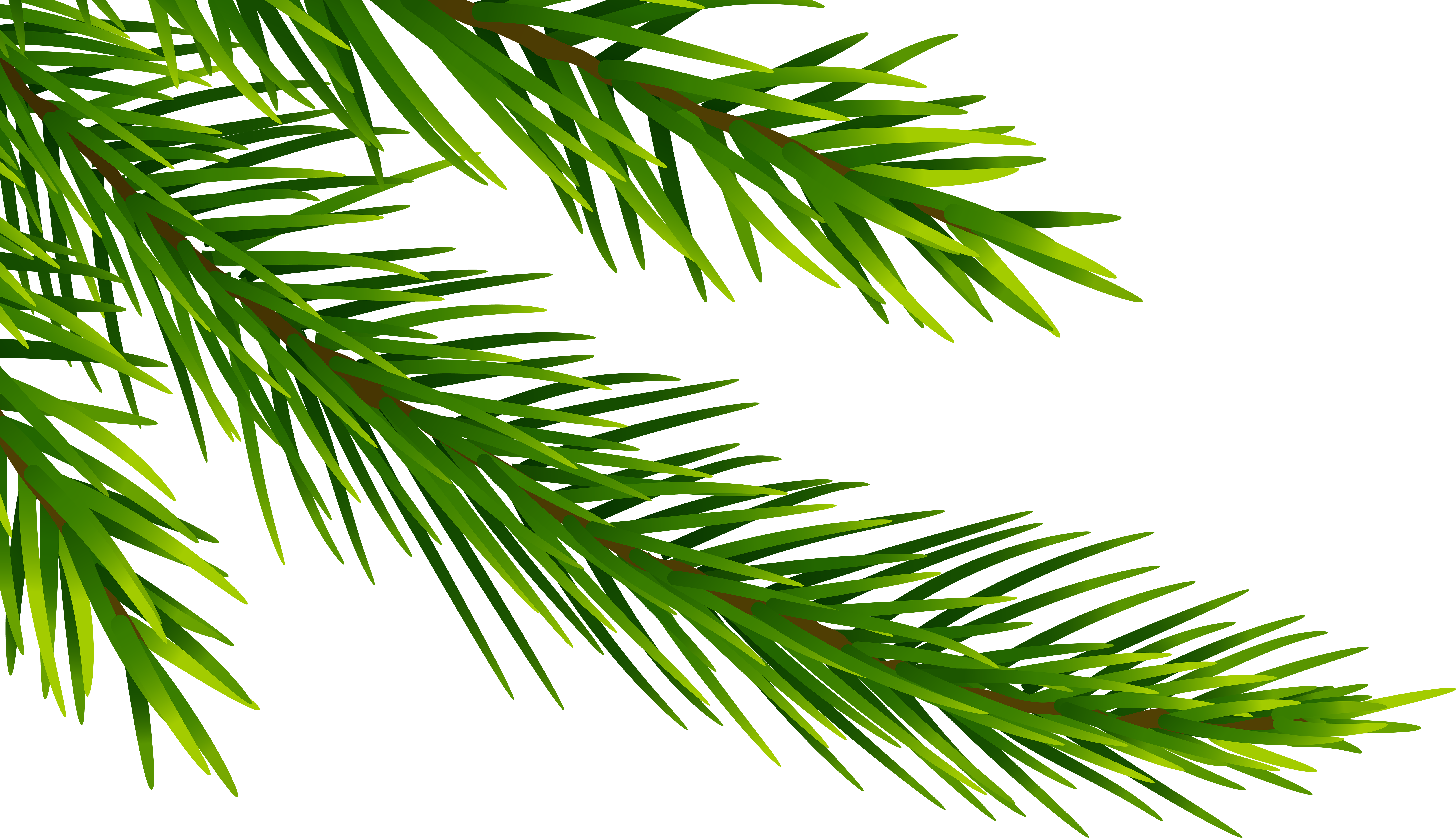 View Full Size - White Pine Clipart (8000x4659), Png Download