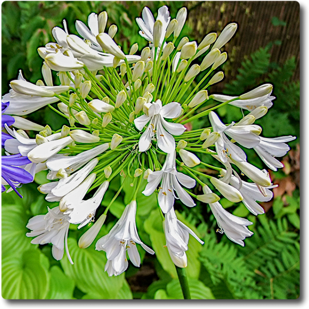 Agapanthus Starburst White - Agapanthus Clipart (650x650), Png Download
