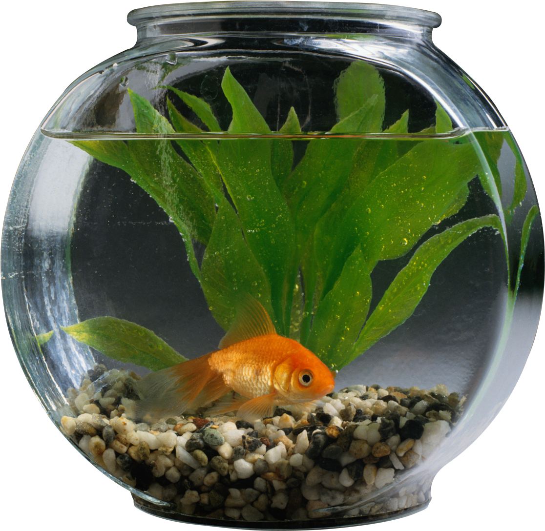 Fishbowl Photo Png Free Clipart (1200x1200), Png Download