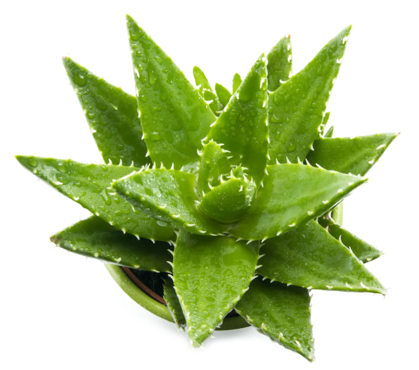 Aloe-vera Clipart (620x529), Png Download