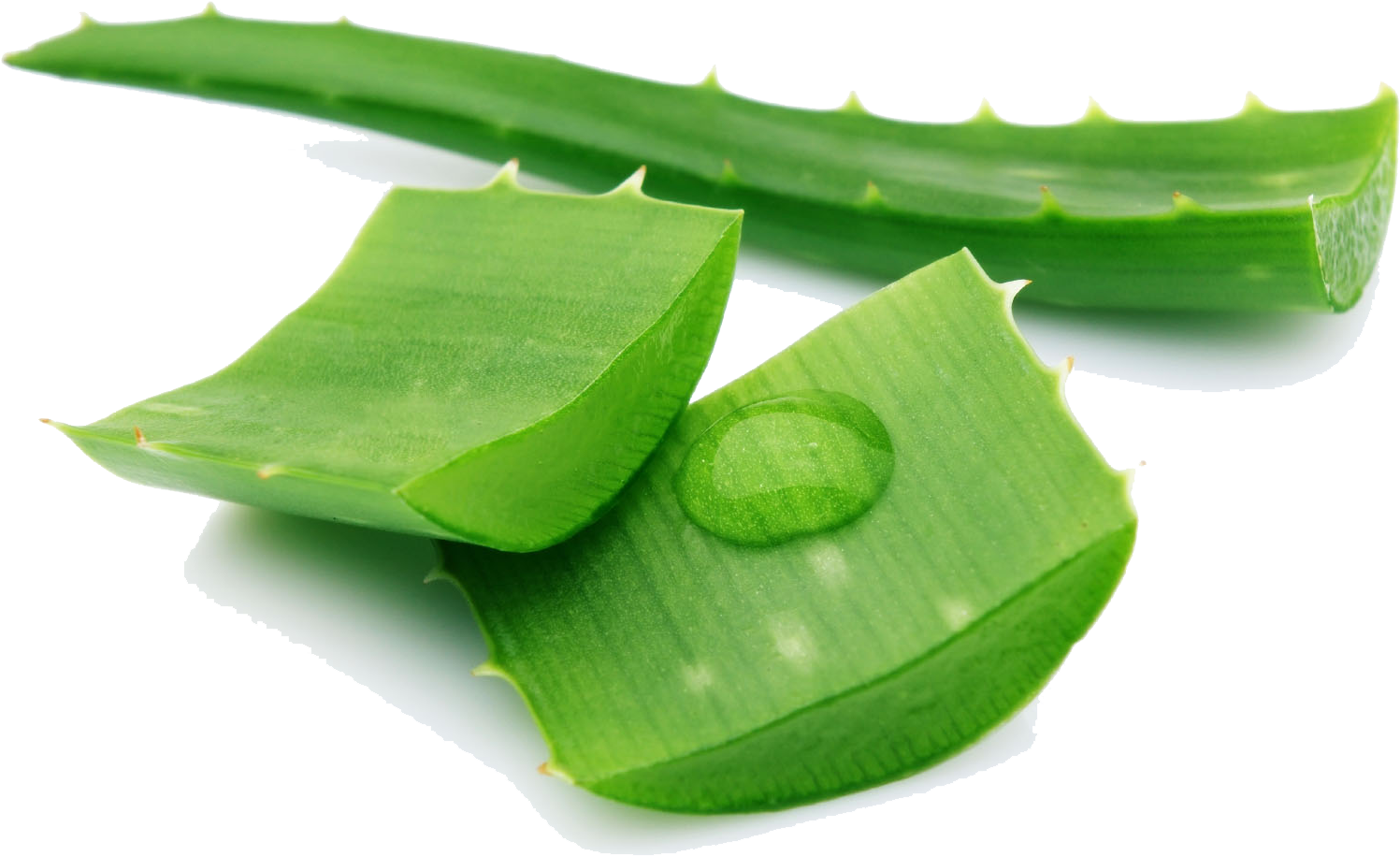 Aloe Png Pic Clipart (1691x1135), Png Download