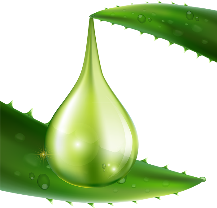 Aloe Vera Carrier - Aloe Vera Clipart (700x900), Png Download