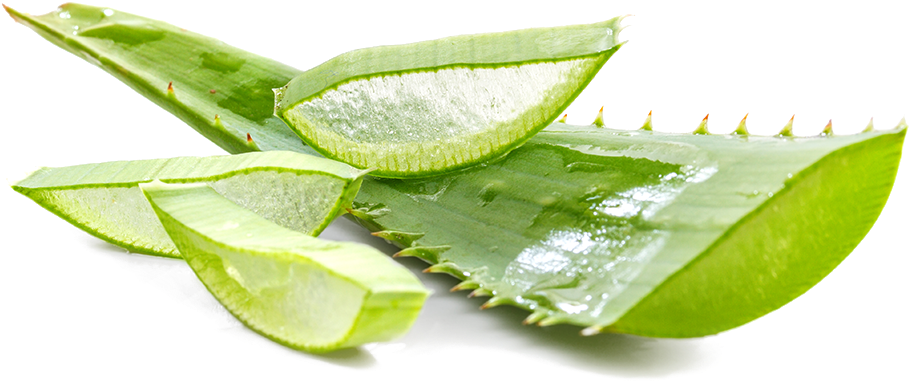 Aloe Vera - Revital Blu Jeunesse Clipart (1050x750), Png Download