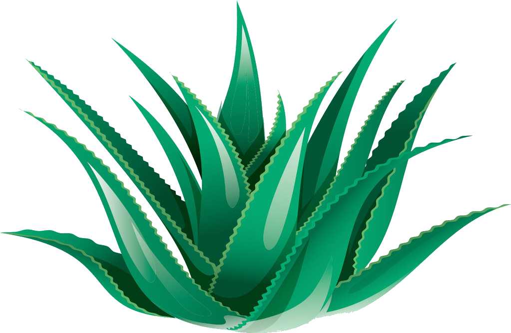 Clipart Black And White Library Aloe Vera Icon Transprent - Png Download (1023x667), Png Download