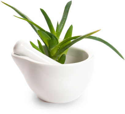Aloe Vera Is A Plant That Maybe You Even Grow At Home - Aloe Vera Clipart (532x622), Png Download
