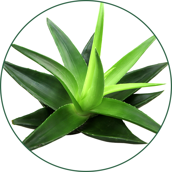 Gel De Aloe Vera - Aloe Vera Clipart (600x600), Png Download