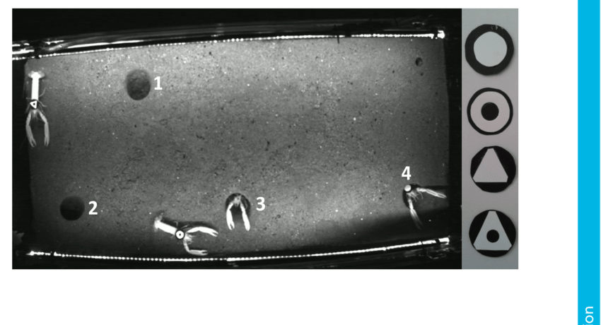 Field Of View Of The Video Camera - Monochrome Clipart (850x460), Png Download