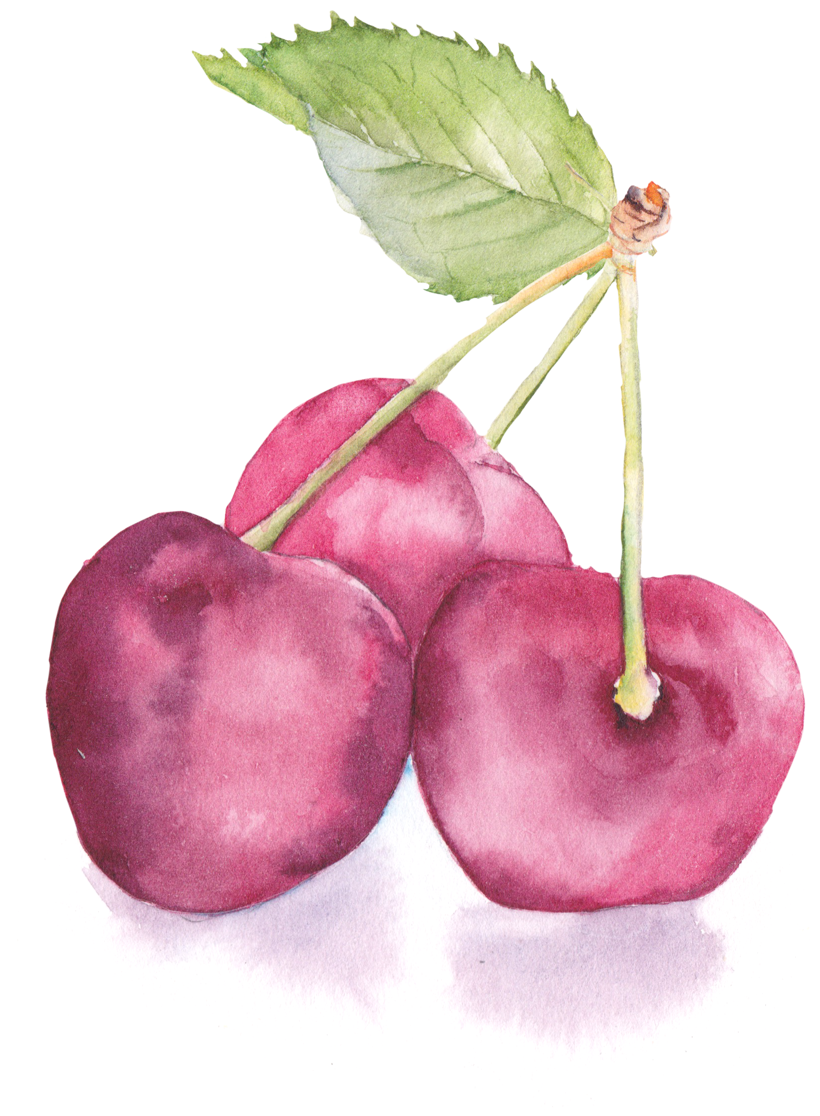 Banner Freeuse Flowers Painting Cherry Transprent Png - Watercolor Cherry Png Clipart (1651x2246), Png Download