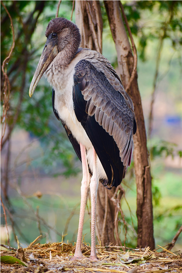 The Thinker - Marabou Stork Clipart (780x1170), Png Download