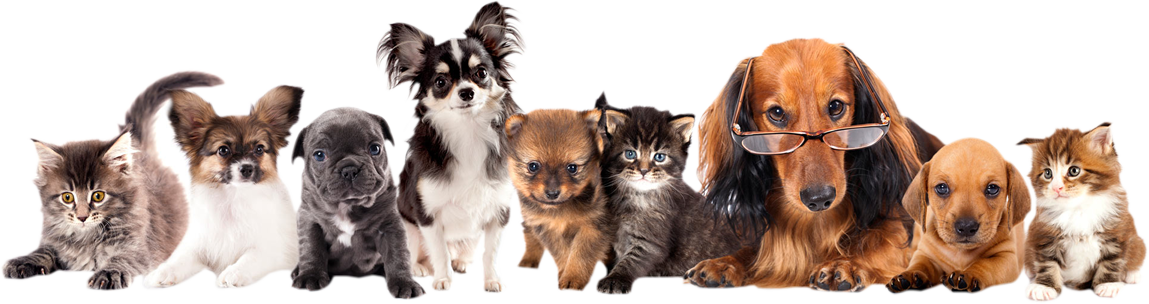 Pets Png - Group Of Different Puppies Clipart (1149x304), Png Download