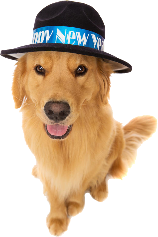 Southeastern Guide Dogs As The New Year Clipart (558x813), Png Download