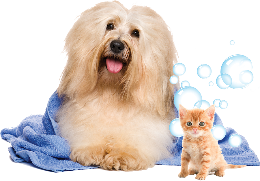 Pets Png - Pet Wash Clipart (901x629), Png Download