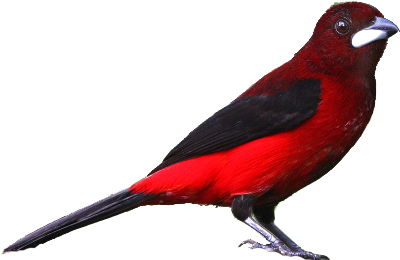 Realistic Clipart - Png Download (824x535), Png Download