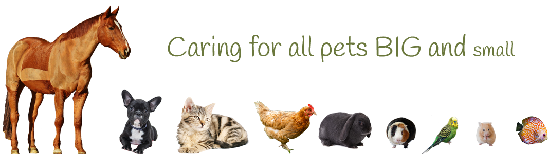 Caring For Pets Big And Small - Pets Big To Small Clipart (1100x300), Png Download
