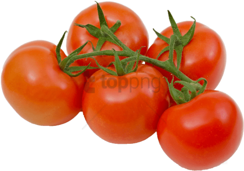 Free Png Download Tomatoes On The Vine Transparent - Tomato On The Vine Png Clipart (850x595), Png Download