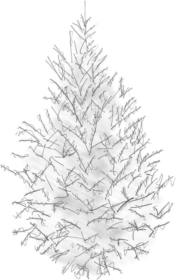 Sketch Of A Canaan Fir Clipart (664x1024), Png Download
