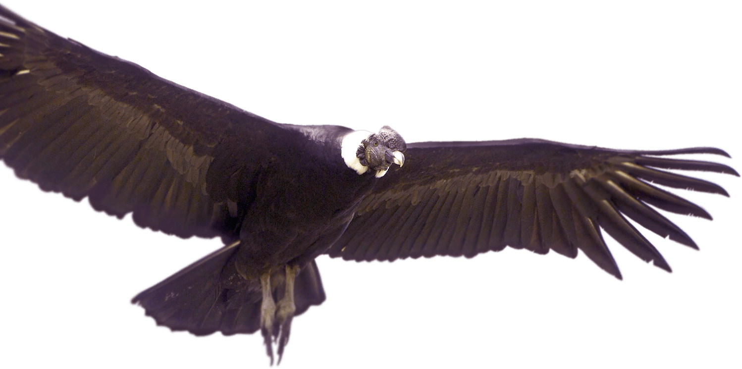 Animales De Colombia Png Clipart (1498x745), Png Download