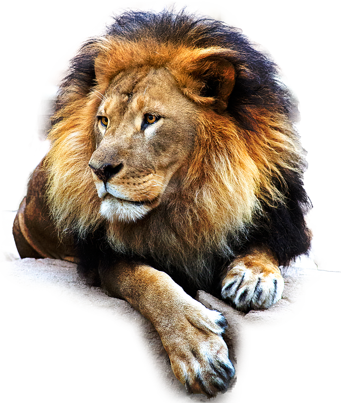 Leon Png - Leon En Png Clipart (1150x1360), Png Download