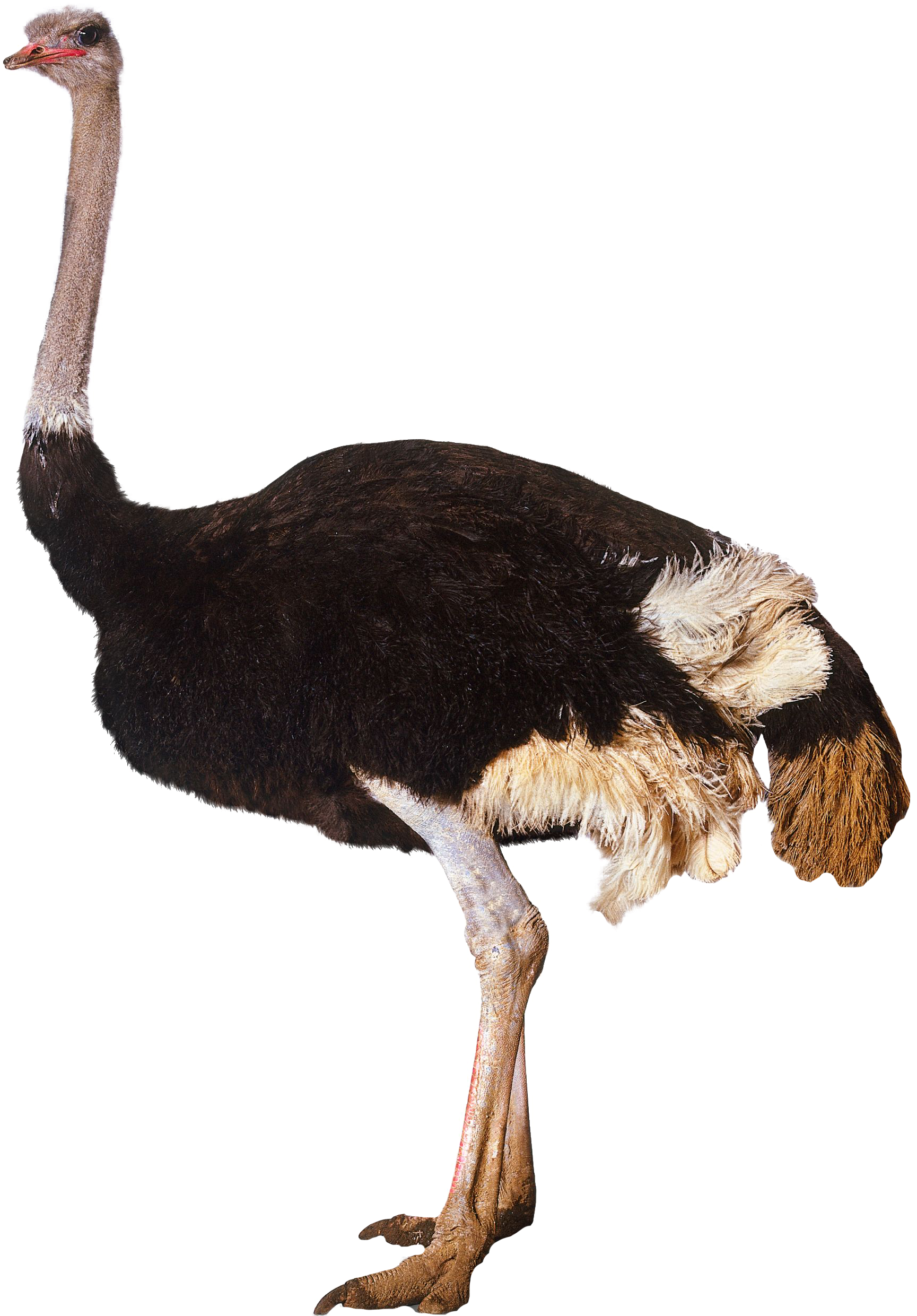 Ostrich Standing - Ostrich Transparent Clipart (1920x2708), Png Download