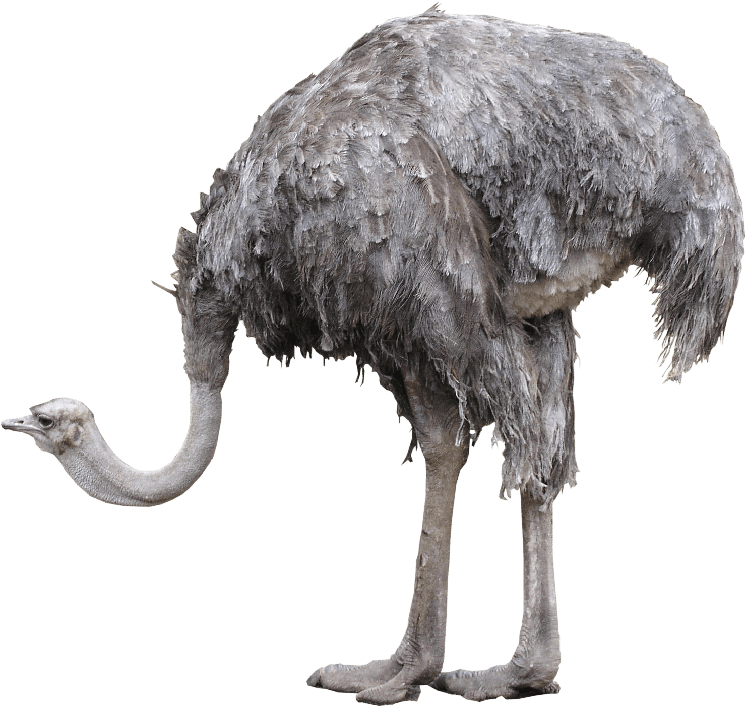 Ostrich Photos - Ostrich Png Clipart (1480x1403), Png Download